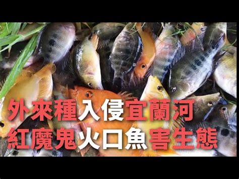 火口魚種類